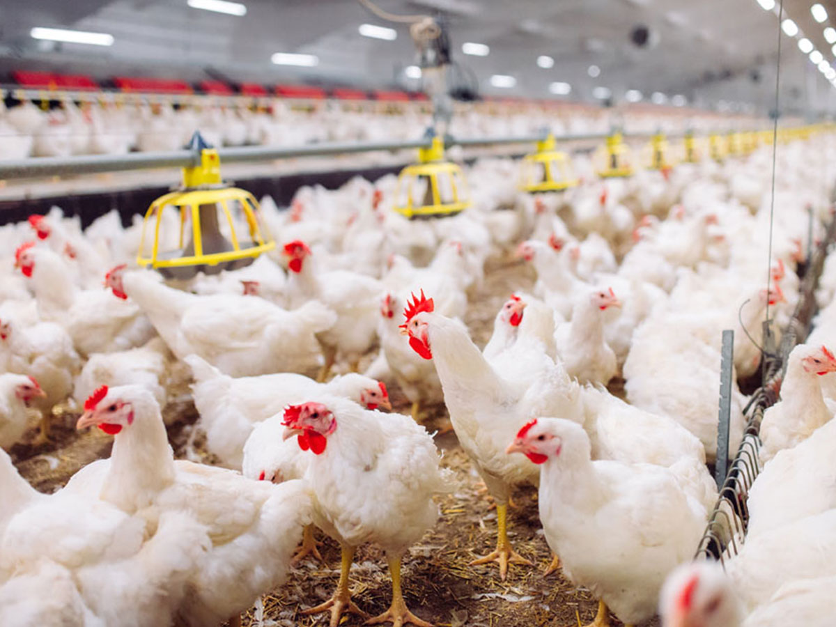 Poultry Investment UAE 2026: Opportunities for GCC Investors in Global Food Production
