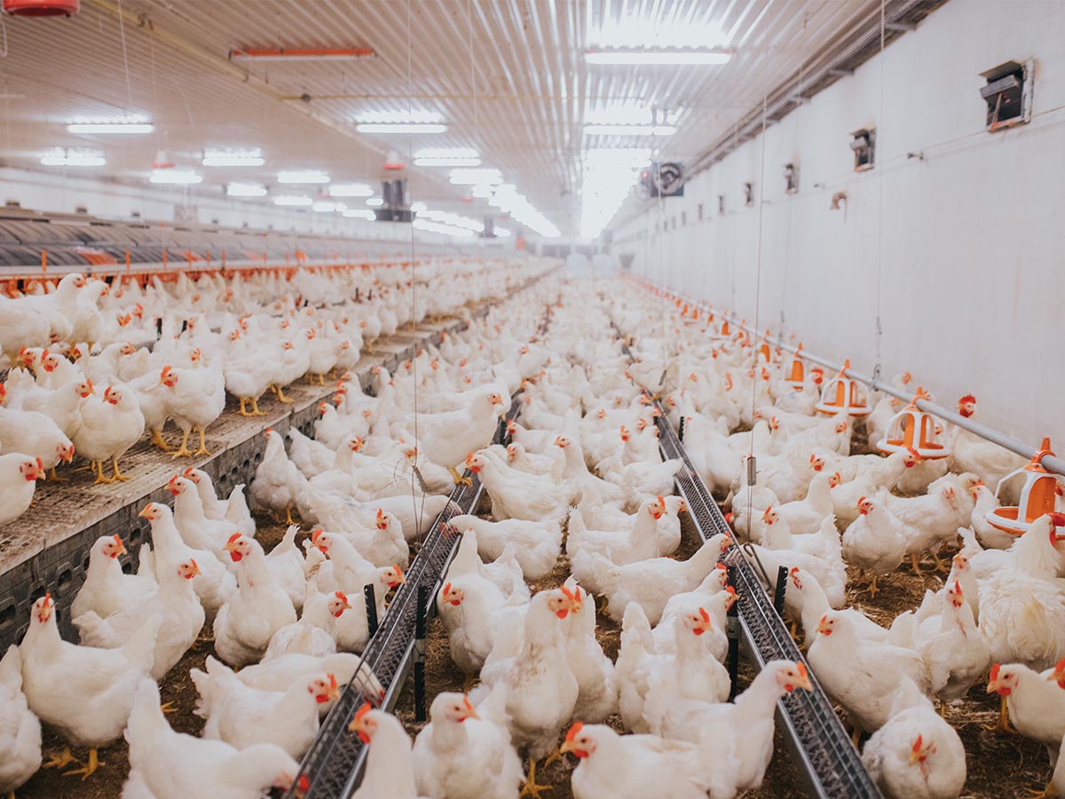 Poultry Investment USA 2026: A Complete Guide for American Investors