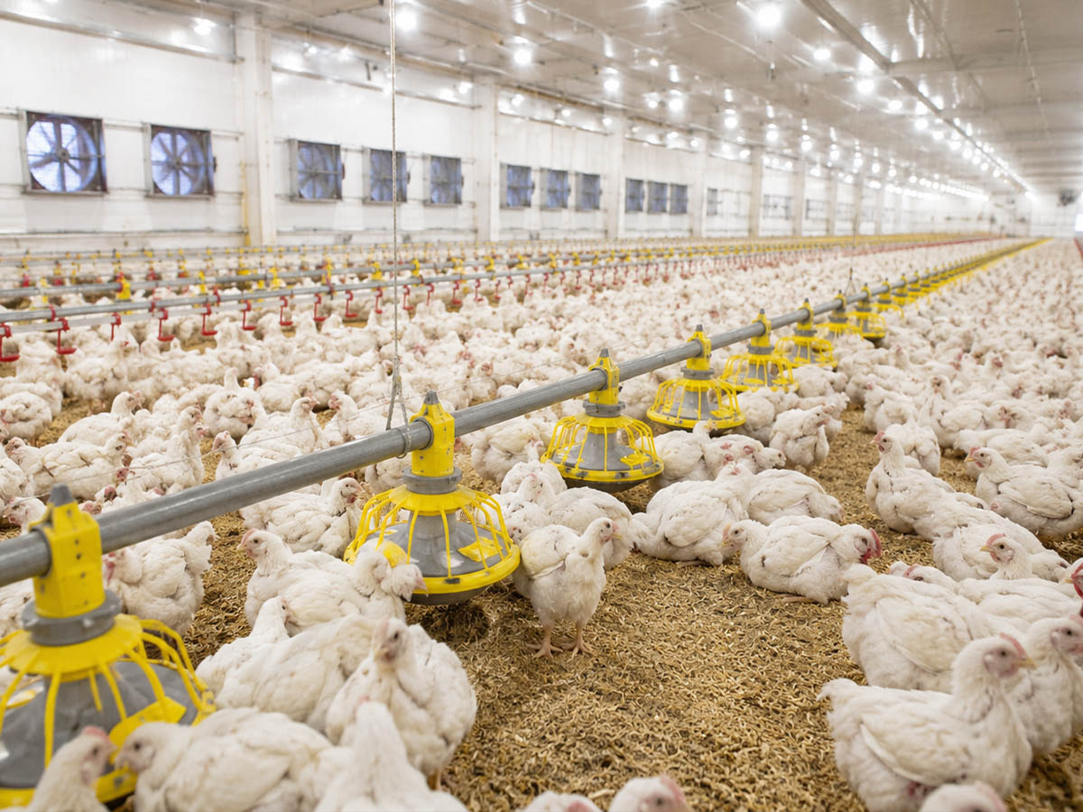 Is Poultry Farming a Good Investment in 2026? A Complete Investor Guide