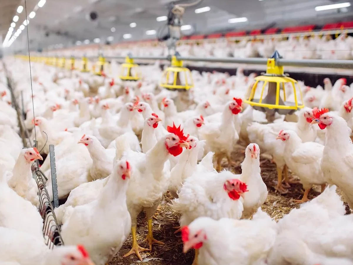 Broiler Farm Investment 2026 — How It Works and What You Earn