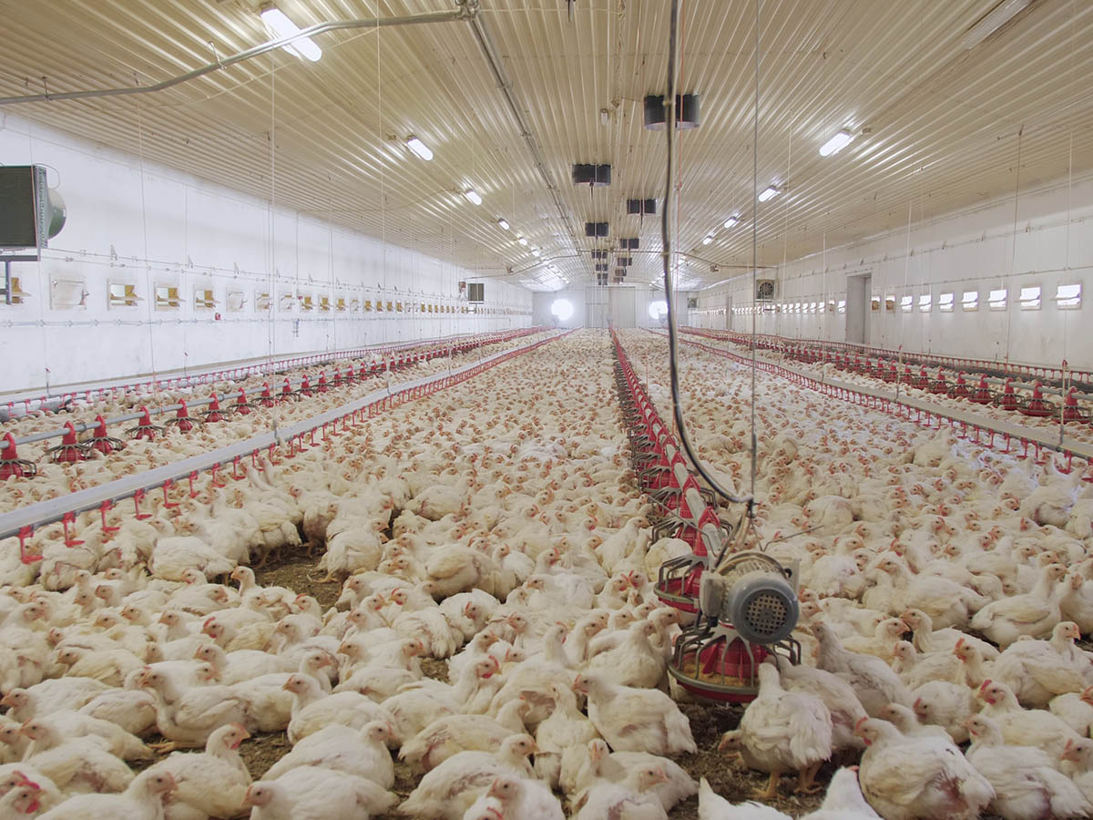 Poultry Farm Investment Cost in Turkey (2026): What Every Investor Needs to Know