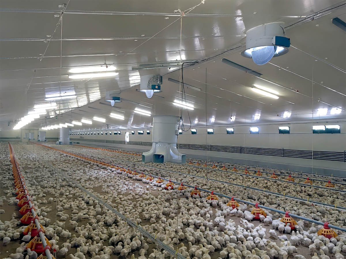 Managed Poultry Investment vs Self-Run Farm — Which Is Better?