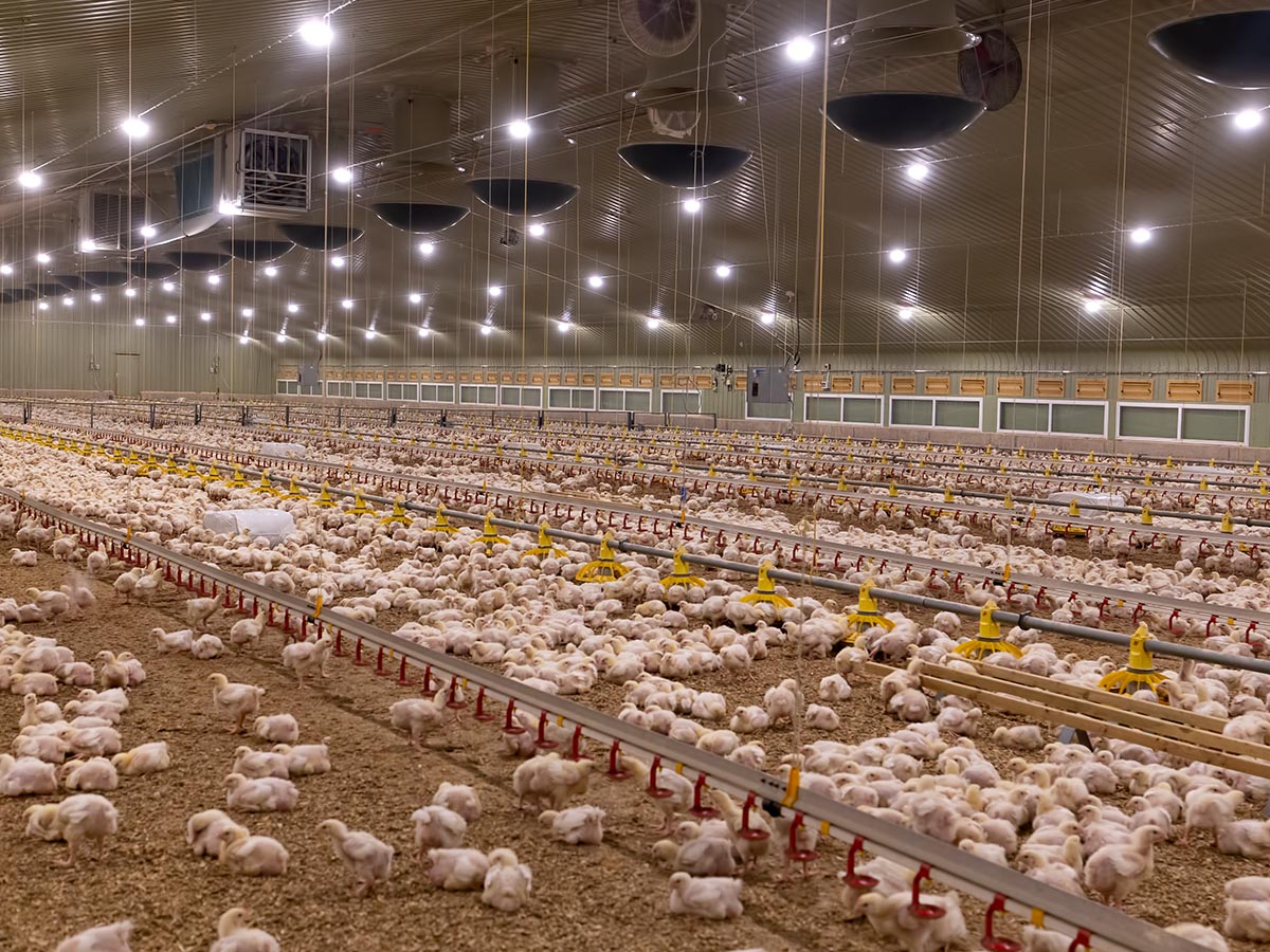 Poultry Farm Investment UK 2026: Why British Investors Are Looking to Managed Farms in Turkey
